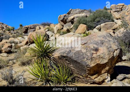 Der einzigartige Joshua Tree National Park, übersät mit Kakteen und Joshua-Bäumen, inmitten von Felsformationen aus Eruptionen und Erosionen, in der Mojave-Wüste, CA Stockfoto