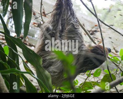 Faultier, das am Baum hängt. Faultiere sind eine Gruppe arborealer Neototropischer xenarthran-Säugetiere, die die Unterordnung Folivora bilden. Bekannt für ihre Verleumder Stockfoto