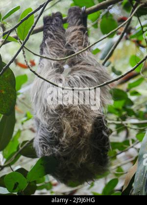 Faultier, das am Baum hängt. Faultiere sind eine Gruppe arborealer Neototropischer xenarthran-Säugetiere, die die Unterordnung Folivora bilden. Bekannt für ihre Verleumder Stockfoto