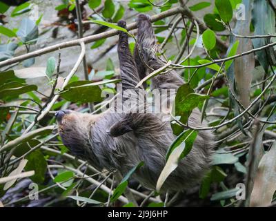 Faultier, das am Baum hängt. Faultiere sind eine Gruppe arborealer Neototropischer xenarthran-Säugetiere, die die Unterordnung Folivora bilden. Bekannt für ihre Verleumder Stockfoto