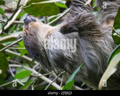 Faultier, das am Baum hängt. Faultiere sind eine Gruppe arborealer Neototropischer xenarthran-Säugetiere, die die Unterordnung Folivora bilden. Bekannt für ihre Verleumder Stockfoto