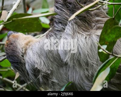 Faultier, das am Baum hängt. Faultiere sind eine Gruppe arborealer Neototropischer xenarthran-Säugetiere, die die Unterordnung Folivora bilden. Bekannt für ihre Verleumder Stockfoto