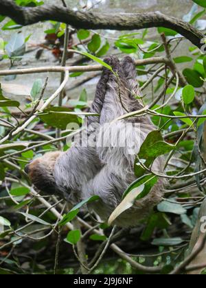 Faultier, das am Baum hängt. Faultiere sind eine Gruppe arborealer Neototropischer xenarthran-Säugetiere, die die Unterordnung Folivora bilden. Bekannt für ihre Verleumder Stockfoto