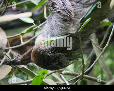 Faultier, das am Baum hängt. Faultiere sind eine Gruppe arborealer Neototropischer xenarthran-Säugetiere, die die Unterordnung Folivora bilden. Bekannt für ihre Verleumder Stockfoto