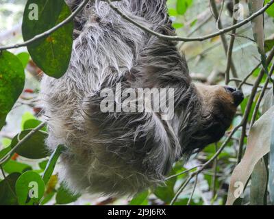 Faultier, das am Baum hängt. Faultiere sind eine Gruppe arborealer Neototropischer xenarthran-Säugetiere, die die Unterordnung Folivora bilden. Bekannt für ihre Verleumder Stockfoto