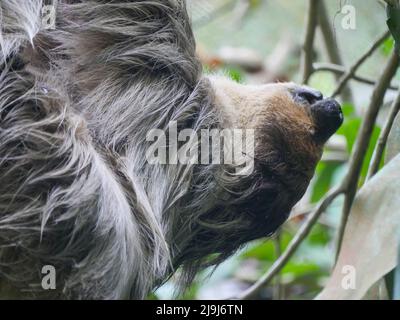 Faultier, das am Baum hängt. Faultiere sind eine Gruppe arborealer Neototropischer xenarthran-Säugetiere, die die Unterordnung Folivora bilden. Bekannt für ihre Verleumder Stockfoto