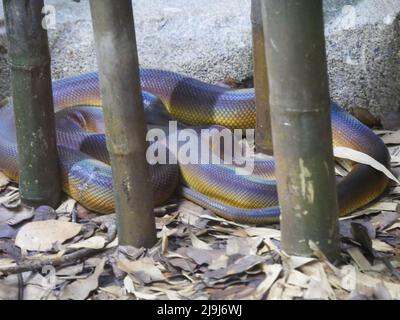 Kunterbunte, goldene Kinderpython : die Netzpython (Malayopython reticulatus) ist eine Pythonart, die in Süd- und Südostasien beheimatet ist. Stockfoto