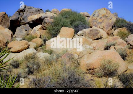 Der einzigartige Joshua Tree National Park, übersät mit Kakteen und Joshua-Bäumen, inmitten von Felsformationen aus Eruptionen und Erosionen, in der Mojave-Wüste, CA Stockfoto