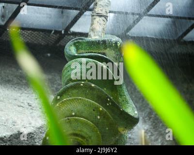 Smaragdgrüne Baumpython : die grüne Baumpython (Morelia viridis) ist eine Schlangenart aus der Familie der Pythonidae. Stockfoto