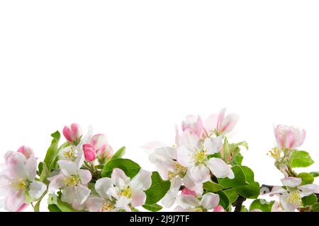 Zweig der Blüte Apfelbaum auf weißem Hintergrund. Stockfoto