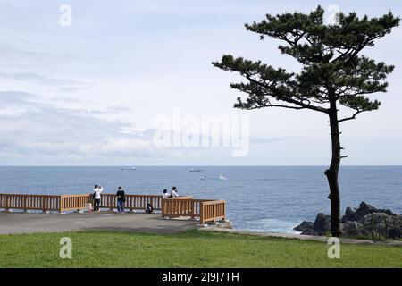 Shionomisaki, Kushimoto, Higashimuro District, Wakayama, Japan, 2022/01/05 , Ein großer Rasen von etwa 100.000 m2 breitet sich an der Spitze des Shionomisaki, Stockfoto