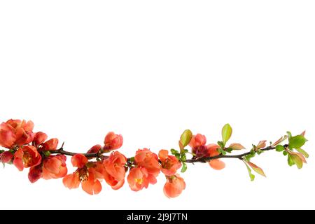 Zweig der Blüte Chaenomeles japonica Busch. Blühender Apfelquitten-Zweig auf weißem Hintergrund. Stockfoto