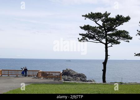 Shionomisaki, Kushimoto, Higashimuro District, Wakayama, Japan, 2022/01/05 , Ein großer Rasen von etwa 100.000 m2 breitet sich an der Spitze des Shionomisaki, Stockfoto