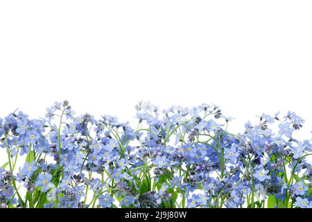 Reihe von wilden Vergiss mich nicht Blumen. Blossom Forget-Me-Not, myosotis auf weißem Hintergrund. Stockfoto