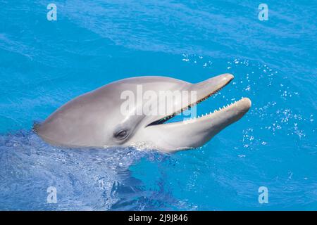 Großer Tümmler, Tursiops truncatus, Curacao, Niederländische Antillen, Karibik. Stockfoto