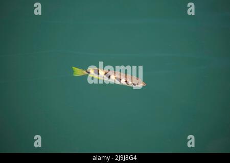 Gebänderter Bogenfisch, Toxotes jaculatrix, Bild hier knapp unter der Oberfläche, ernähren sich hauptsächlich von terrestrischen Insekten, indem er Wasser auf sie spuckt, die klopft Stockfoto