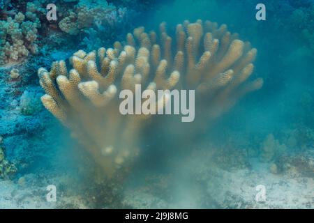 Pocillopora eydouxi, eine Laichkolonie aus Geweih-Korallen, die nach Sonnenaufgang, Hawaii, Eier und Spermien in den offenen Ozean freisetzt. Stockfoto