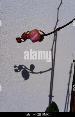 Orchideenblüte in Knospe und sein Schatten auf weißer Wand Stockfoto