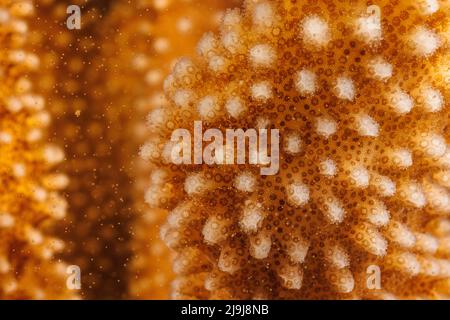 Ein genauer Blick auf die Laichpolypen der Geweihkoralle, Pocillopora eydouxi, die beide Eier und Spermien in den offenen Ozean kurz nach Sonnenaufgang, Hawaii, freisetzen. Stockfoto