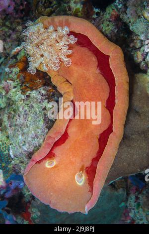 Ein erwachsener spanischer Nudibranch, Hexabranchus sanguineus, bei Nacht, Indonesien. Stockfoto