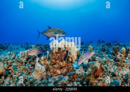 Dieser Blauflossen-Trevally oder Bube, Caranx melampygus und zwei blaue Ziegenfische, Parupeneus cyclostomus, haben Beute in die Koralle gedrängt und arbeiten cooper Stockfoto