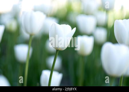 Brillante Tulpenblüten mit weißen Blütenblättern Stockfoto