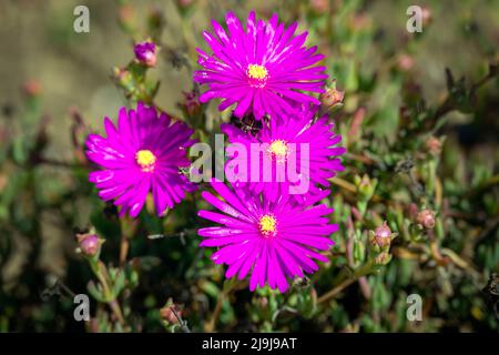 Purple Delosperma cooperi in der Sonne im Frühling Stockfoto