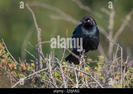 Eine männliche Brewer's Amsel (Ephagus cyanocephalus) steht auf Büschen im Point Reyes National Park, Kalifornien. Stockfoto