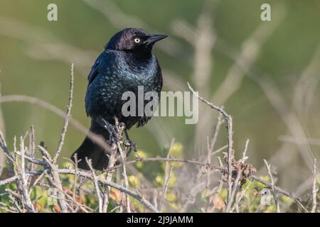 Eine männliche Brewer's Amsel (Ephagus cyanocephalus) steht auf Büschen im Point Reyes National Park, Kalifornien. Stockfoto