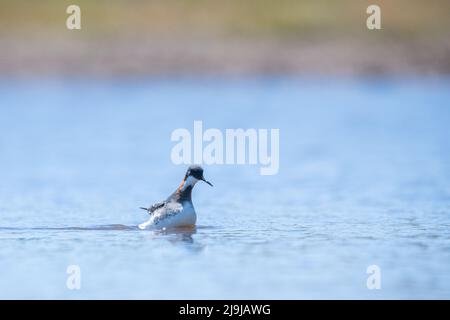 Phalarope (Phalaropus lobatus) in einem Süßwasserteich an der Point Reyes National Seashore in Kalifornien. Die Pals wandern durch. Stockfoto