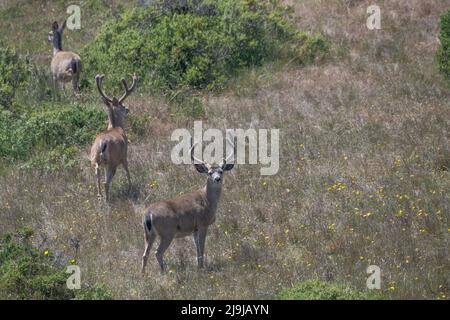 Schwarzschwanz-Hirsch (Odocoileus hemionus columbianus) von Point Reyes National Seashore, Kalifornien. Ein Reh und zwei Dollar. Stockfoto