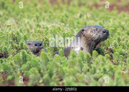 Nordamerikanische Flussotter (Lontra canadensis) in Point Reyes National Seashore, Kalifornien. Stockfoto