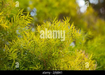 Flachs-leaved Paperbark ist ein Melaleuca Baumarten mit duftenden Blätter Stockfoto