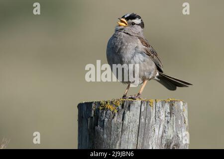 Ein weißkroniger Sperling (Zonotrichia leucophrys), der von einem Barsch in Point Reyes National Seashore im Marin County, Kalifornien, singt. Stockfoto