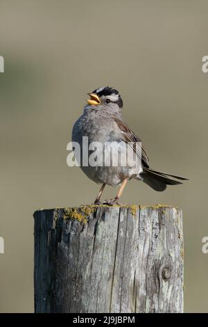 Ein weißkroniger Sperling (Zonotrichia leucophrys), der von einem Barsch in Point Reyes National Seashore im Marin County, Kalifornien, singt. Stockfoto