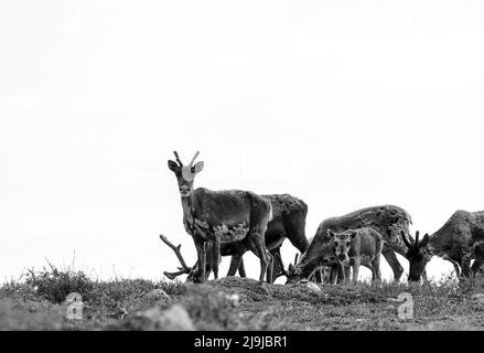 Qamanirjuaq karger Karibu, Rangifer tarandus, grast die arktische Tundra, während sie zu ihrem Sommergelände, Arviat Nunavut, Kanada, wandert Stockfoto