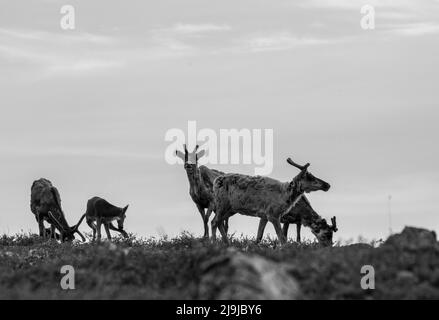 Qamanirjuaq karger Karibu, Rangifer tarandus, grast die arktische Tundra, während sie zu ihrem Sommergelände, Arviat Nunavut, Kanada, wandert Stockfoto