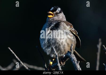 Ein weißkroniger Sperling (Zonotrichia leucophrys), der von einem Barsch in Point Reyes National Seashore im Marin County, Kalifornien, singt. Stockfoto