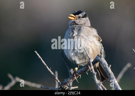 Ein weißkroniger Sperling (Zonotrichia leucophrys), der von einem Barsch in Point Reyes National Seashore im Marin County, Kalifornien, singt. Stockfoto