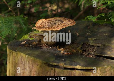 Polyporus squamosus Bracket Pilz wächst auf Baumstumpf. Ein wilder, essbarer Pilz Stockfoto