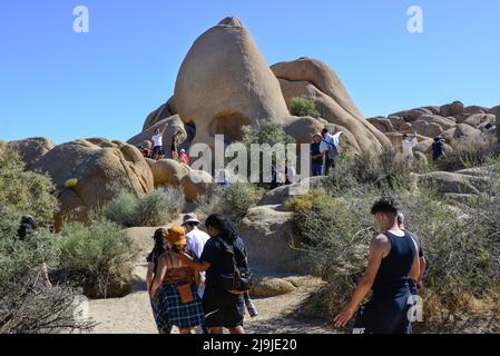 „Skull Rock“, Ein Wahrzeichen im Joshua Tree National Park, wird von Touristen auf den einzigartig angelegten Felsbrocken in der Mojave-Wüste, CA, bestiegen Stockfoto