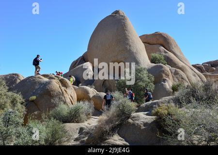 „Skull Rock“, Ein Wahrzeichen im Joshua Tree National Park, wird von Touristen auf den einzigartig angelegten Felsbrocken in der Mojave-Wüste, CA, bestiegen Stockfoto