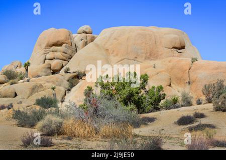 Der einzigartige Joshua Tree National Park, übersät mit Kakteen und Joshua-Bäumen, inmitten von Felsformationen aus Eruptionen und Erosionen, in der Mojave-Wüste, CA Stockfoto