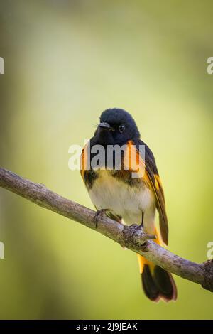 Ein amerikanischer Rotstarter-Rüde, setophaga ruticilla. Stockfoto