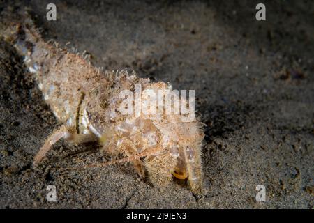 Sculptured Shrimps unter Wasser im St. Lawrence River in Kanada Stockfoto