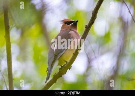 Ein Zedernaxwing (Bombycilla cedrorum) steht auf einem Ast. Raleigh, North Carolina. Stockfoto