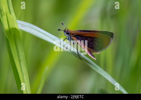Ein Least Skipper (Ancyloxypha numitor) steht auf einem Grashalm. Frühling in Raleigh, North Carolina. Stockfoto