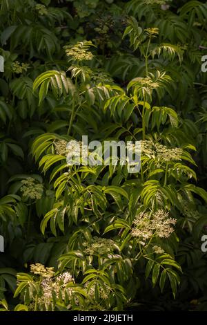 Ein wunderschöner, üppiger Dschungel-ähnlicher Hintergrund mit blühender amerikanischer Schwarzer Holunderbeere (Sambucus canadensis). Frühling in Raleigh, North Carolina. Stockfoto