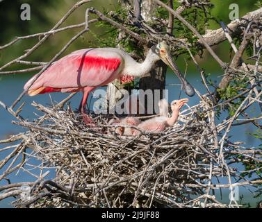 Rotlöffler (Platalea ajaja) am Nest mit jungen Küken, High Island, Texas, USA. Stockfoto