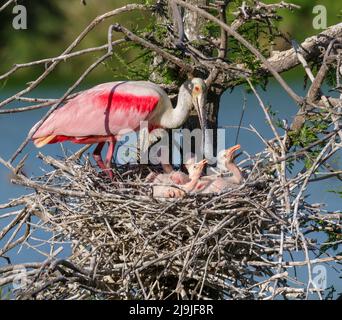 Rotlöffler (Platalea ajaja) am Nest mit jungen Küken, High Island, Texas, USA. Stockfoto